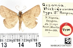 Gesonia stictigramma