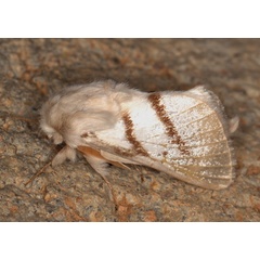 /filer/webapps/moths/media/images/D/dukei_Bombycomorpha_A_Heyns_01.jpg