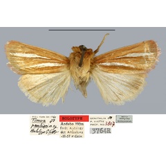 /filer/webapps/moths/media/images/P/pauliani_Timora_HT_MNHN.jpg