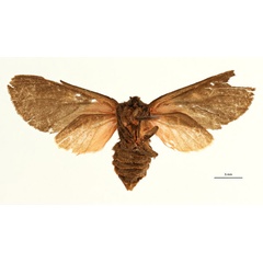 /filer/webapps/moths/media/images/D/denisae_Metarctia_AT_RBINSb.jpg