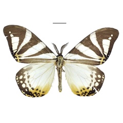 /filer/webapps/moths/media/images/D/derozierae_Otroeda_PTM_ANHRT.jpg