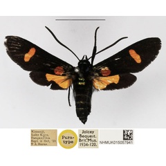 /filer/webapps/moths/media/images/O/orbiculata_Charidea_PTF_NHMUK_02.jpg