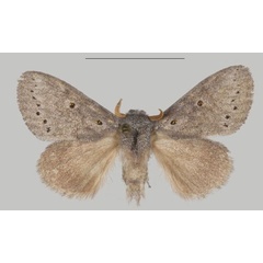 /filer/webapps/moths/media/images/T/thorogood_Eudoumbia_HT_USTTB.jpg