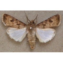/filer/webapps/moths/media/images/S/segetum_Agrotis_A_Butler.jpg