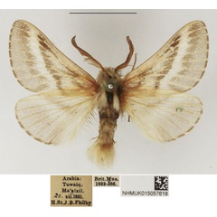 /filer/webapps/moths/media/images/H/henkei_Eriogaster_AM_NHMUK_01.jpg