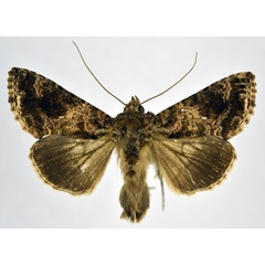 /filer/webapps/moths/media/images/F/furcifera_Ctenoplusia_AM_NHMO.jpg