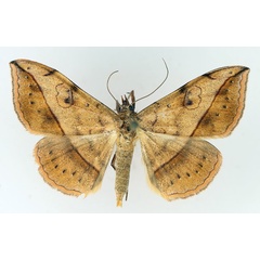 /filer/webapps/moths/media/images/I/irrorata_Anticarsia_AM_TMSA_01.jpg