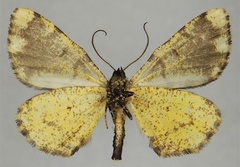 /filer/webapps/moths/media/images/G/gibbosa_Xylopteryx_HT_ZSMb.jpg