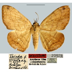 /filer/webapps/moths/media/images/V/virgata_Taviodes_HT_MNHN.jpg