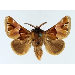 /filer/webapps/moths/media/images/E/eugrapha_Homosusica_AM_TMSA.jpg