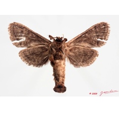 /filer/webapps/moths/media/images/O/odzalaensis_Haberlandia_A_Albertb_01.jpg