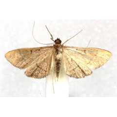 /filer/webapps/moths/media/images/A/adhaesalis_Bradina_AM_Agassiz.jpg