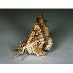 /filer/webapps/moths/media/images/V/vicaria_Egnasia_A_Roland_05.jpg