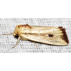 /filer/webapps/moths/media/images/A/atrinota_Leucania_A_Braun_12.jpg