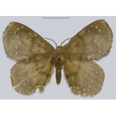 /filer/webapps/moths/media/images/B/brunneus_Streptojana_AM_NHMUK.jpg