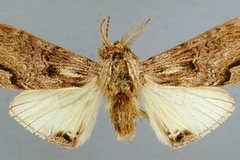 Atrasana centralis