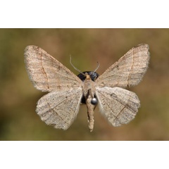 /filer/webapps/moths/media/images/D/deerraria_Isturgia_A_Butler.jpg