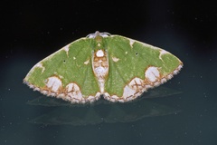 Microbaena pulchra