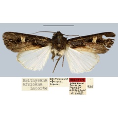 /filer/webapps/moths/media/images/A/africana_Brithysana_HT_MNHN.jpg