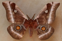 Bunaea alcinoe