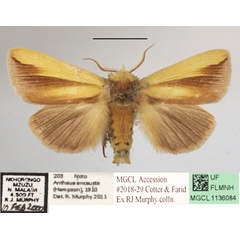 /filer/webapps/moths/media/images/E/encausta_Antheua_A_MGCLa_01.JPG