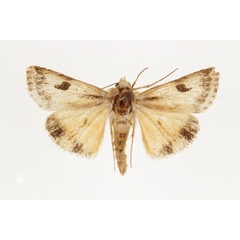 /filer/webapps/moths/media/images/S/scutuligera_Heliothis_AM_RMCA.jpg