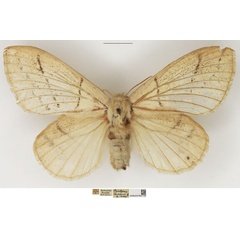 /filer/webapps/moths/media/images/T/tandoensis_Philotherma_AF_NHMUK.jpg