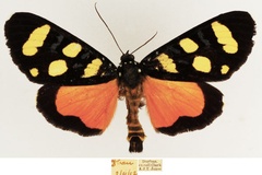 Heraclia africana