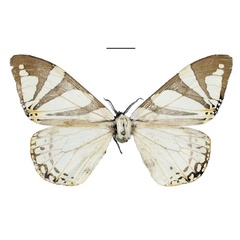 /filer/webapps/moths/media/images/D/ducarmei_Otroeda_PTF_Bouyer_01.jpg