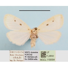 /filer/webapps/moths/media/images/M/mgcl1156594_trigutta_Cyana1.JPG