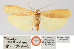 Ctenosia psectriphora