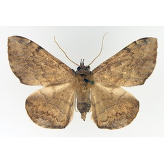 /filer/webapps/moths/media/images/S/subjecta_Taviodes_AF_TMSA_02.jpg