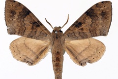 Andriasa contraria diffusus