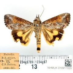 /filer/webapps/moths/media/images/R/rostrata_Hypocala_AM_BMNH.jpg