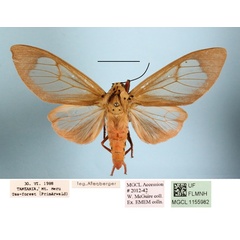 /filer/webapps/moths/media/images/C/carneola_Amerila_A_MGCL_03.jpg