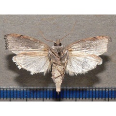 /filer/webapps/moths/media/images/M/mellonella_Galleria_A_Goff_02.jpg