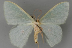 Prasinocyma pupillata