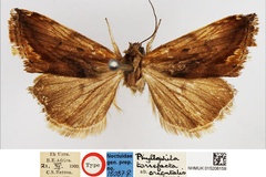 Emmelia orientalis