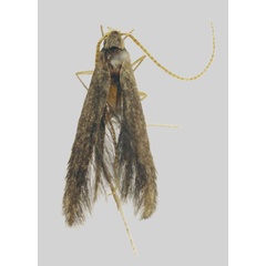 /filer/webapps/moths/media/images/K/kibalensis_Coleophora_HT_MfN.jpg