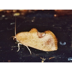 /filer/webapps/moths/media/images/R/rufescens_Paraxestis_A_Roland_01.jpg