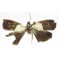 /filer/webapps/moths/media/images/N/niveosa_Grapholita_HT_RMCA.jpg