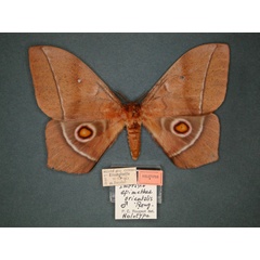 /filer/webapps/moths/media/images/O/orientalis_Imbrasia_HT_RMCA_01.jpg