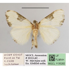 /filer/webapps/moths/media/images/P/plagiata_Euproctis_AM_MGCLa_02.JPG