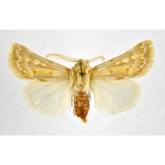 /filer/webapps/moths/media/images/M/margelanoides_Agrotis_A_NHMO.jpg