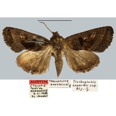 /filer/webapps/moths/media/images/A/annabellae_Tracheplexia_AT_MNHN.jpg