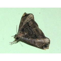 /filer/webapps/moths/media/images/B/breviramia_Caryonopera_A_Goff_02.jpg