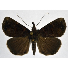 /filer/webapps/moths/media/images/F/fusculalis_Hypena_A_NHMO.jpg