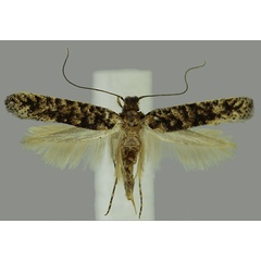 /filer/webapps/moths/media/images/A/aenea_Opogona_PTF_MNVD.jpg