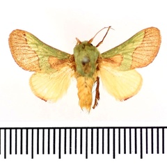 /filer/webapps/moths/media/images/L/latistriga_Latoia_AM_BMNH.jpg