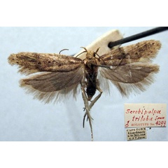 /filer/webapps/moths/media/images/T/triloba_Scrobipalpa_HT_TMSA.jpg